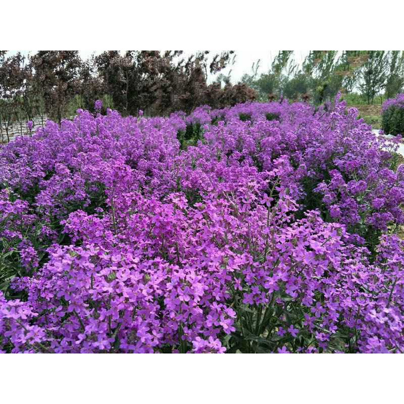 Semillas de flores, semillas de flores.