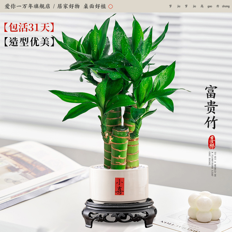 [신중국식 탁상] 행운죽 3개 + 작은 도자기 대야 + 원형 베이스 (포장석 포함 +