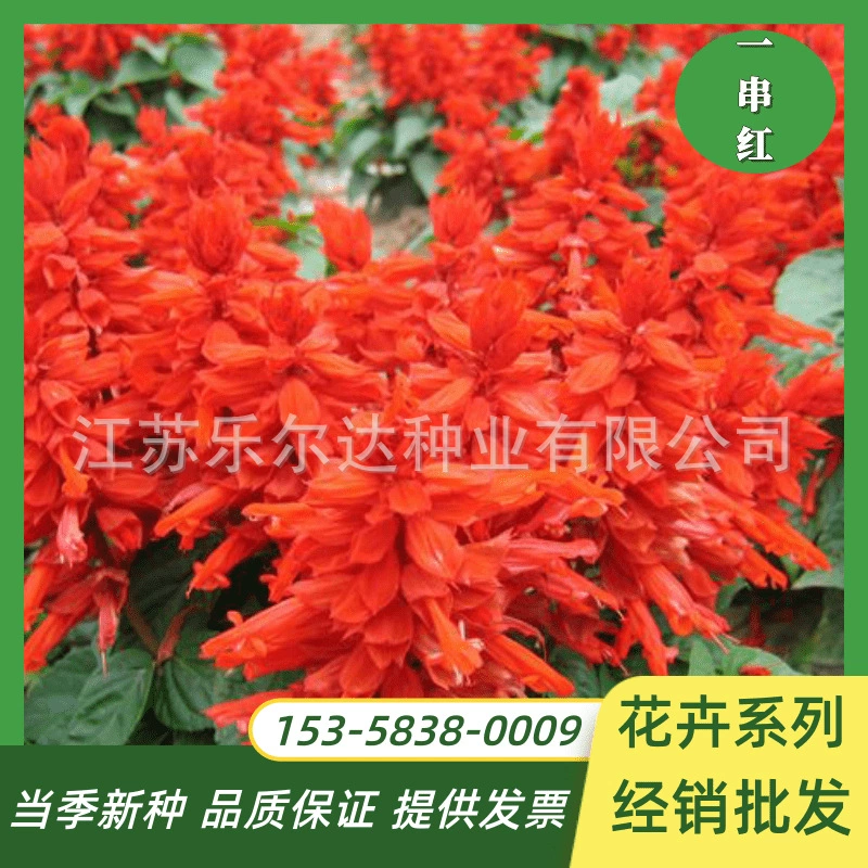 Строка красных семян горшечных цветов и растений карликовая строка красного Высокая Строка красных семян Four Seasons посев легко сажать Цветы Семена цветов