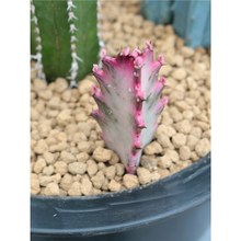 仙人柱合集组合量天尺 龙神木 蓝衣柱仙人掌多肉植物办公室小盆栽