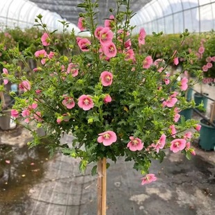 Small Hibiscus Lollipop Flower Seedlings Potted Balcony Courtyard Cold-Resistant Plants Florals Heat-Resistant and Easy to Grow All-Season Flowering Saplings