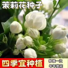 茉莉花种子耐热观赏植物易活易种可种阳台盆栽室内花卉浓香型种籽