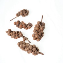 Ȼɻɹ ԭBbƿ廨 }QhȻ