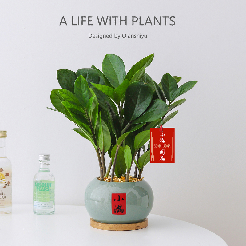 Money Tree Small Potted Four-Season Plant Indoor Living Room Chinese Zen Style Fortune Tree Green Plant Office Desktop Bonsai