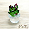 Creative realistic transport for navigator, transparent jewelry, laptop, decorations, cactus