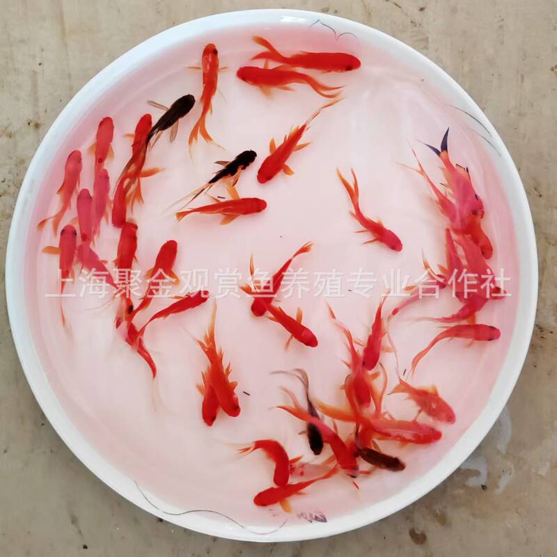 Live Goldfish, Healthy Goldfish, Ornamental Fish, Live Grass Goldfish, Wholesale Live Fish for Stalls, Small Red Grass Fish for Feng Shui