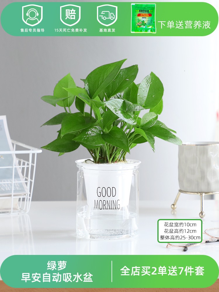 포토스(굿모닝 냄비) + 영양액