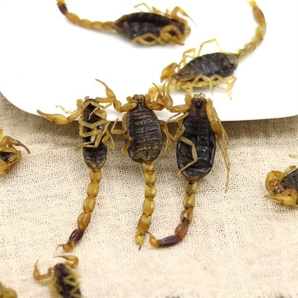 Whole Scorpion Quan Xie Dried TCM Herb 500g Natural Sun-Dried Shandong Origin key features