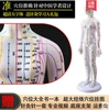 Colored hard models [52cm female model] The arm can be transferred to ultra -clear big characters