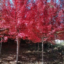 园林绿化耐寒丛生 红枫树 美国红枫秋火焰1-9公分价格合理