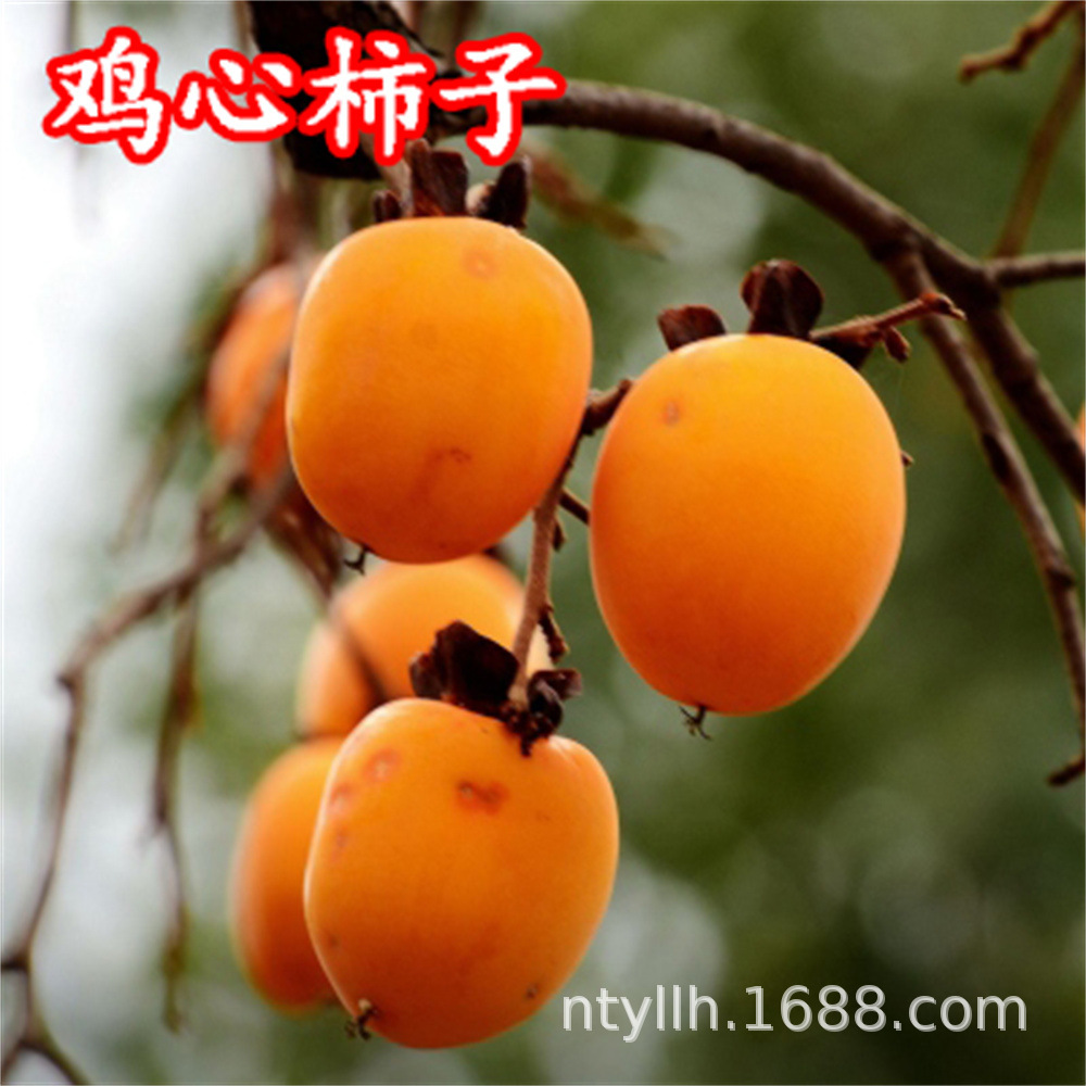 当年结果嫁接鸡心柿子树苗（奶油柿子）南北方地栽盆栽种植果树苗
