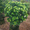 Murraya Potted plant white Evergreen aroma Rich Indoor and outdoor courtyard Mosquito repellent Botany Florescence