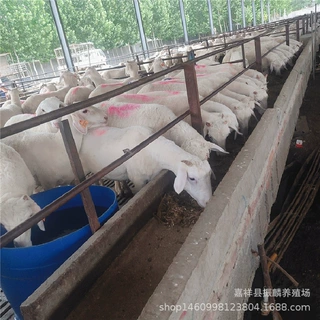 小尾寒羊小羊崽 成年母羊 小尾寒羊羊羔价格小羊苗 提供技术
