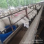 提供小尾寒母羊