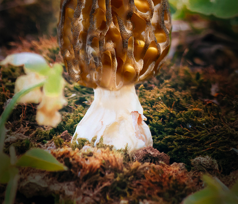 Dried Morel Mushroom 50g Box Yunnan Edible Fungus for Cooking and Soup key features