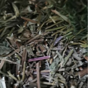 批发香蜂草优惠批发优质香蜂草，各种香草批发