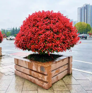 One Piece of Dropshipping Red Leaf Heather Sapling Heather Ball All Year Round Evergreen Courtyard Greening Seedling Fence Project Sapling High Pole