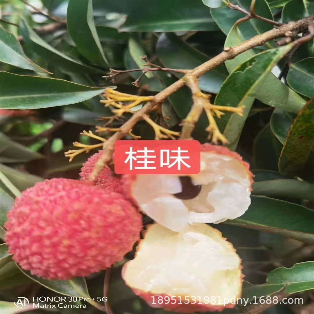 Прививка деревьев рассады личи Guiwei Feizixiao в этом году плодоношения очень больших деревьев личи без комок посажены фруктовые саженцы в горшке на юге