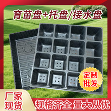 16������������P�����跬��ș�ķN��Ǥ�����Nֲ�辰���⌣��