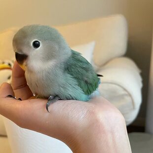 ���Bĵ���W�^�S�ҾG���r�B���_�m��С�B�fԒ���B�����H�˰�ëľ�|