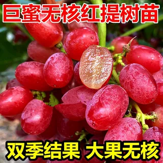 无籽红提葡萄树苗美国红提苗南北方种植耐寒盆栽地栽葡萄苗