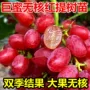 美国耐寒地栽无籽葡萄苗