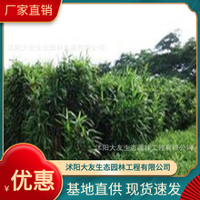 �������l �Ԯa���N ������ ���^�쾰��· �@�ֹ��̾G����