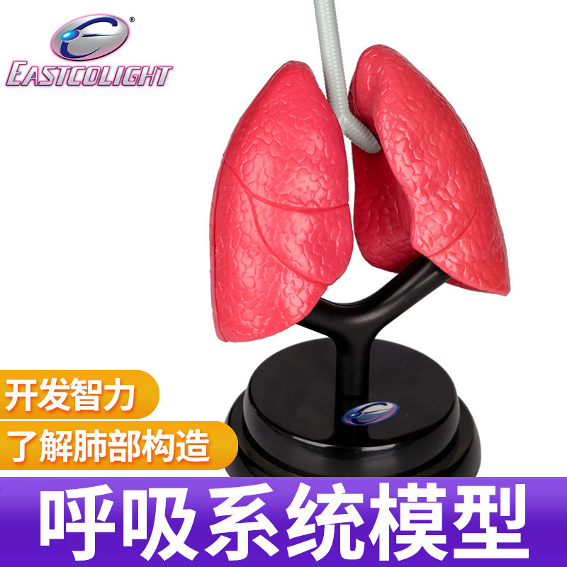 Body Respiratory System Set Student Biology Teaching Aids Medical Experiments Kidsren's Science and Education Model Toys Educational Teaching Aids