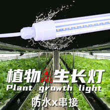 厂家批发 LED防水植物灯管 T8分正体圆管 IP65 宽电压 大棚蔬菜