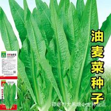 油麦菜种子四季种清香油麦菜种子庭院阳台田园好吃油麦菜种子