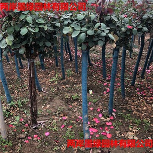 Tree stump rose flower seedlings four seasons flowering lollipop rose multicolored roses courtyard balcony potted tree rose