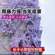 ���ٻ����٘������Ի��������}��������ֲ��ͥԺ�ļ�����ˮ����