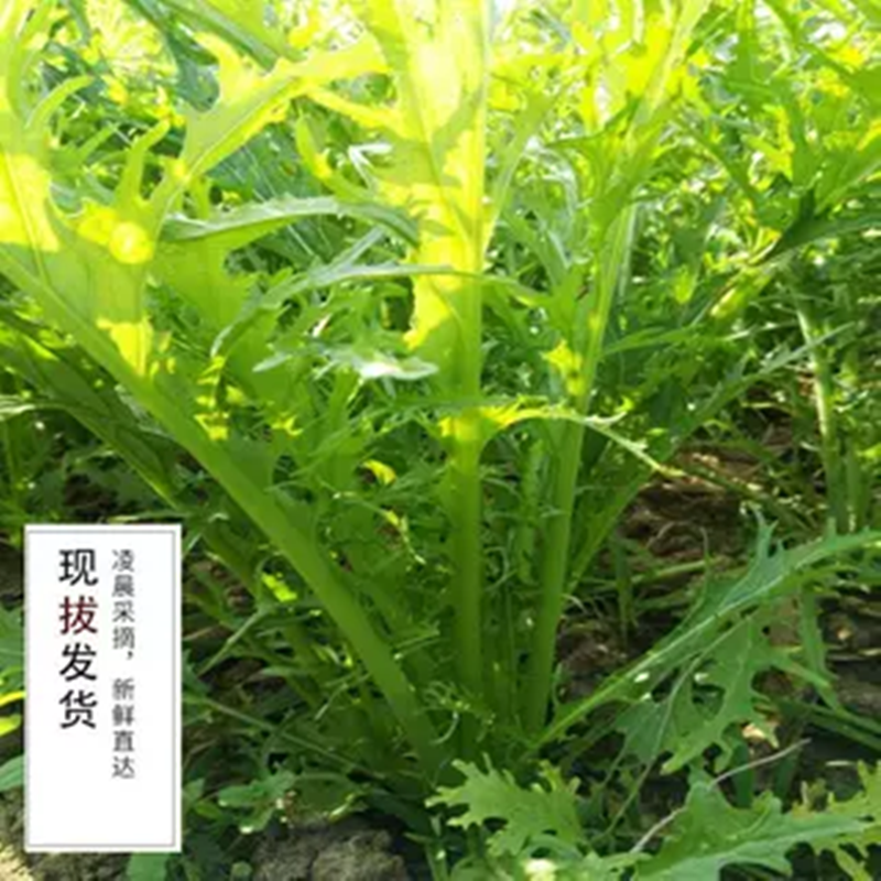 【Sf Express】Fresh Snow Cabbage with Thin Leaves, Pickled Vegetables, Sour Pickles
