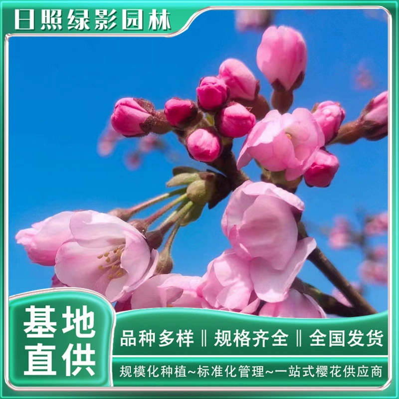 10 см саженцы сакуры Эдо Какая цена саженцы сакуры базы саженцы сакуры Эдо