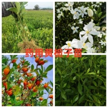 �����S�d����߮a��ș�ô��~С�~ɽ�d�������N����ɽһ̖�S�d���l