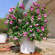 һ�����l���������¼��������S��΢�������̨���@ͥԺ�����ͻ���