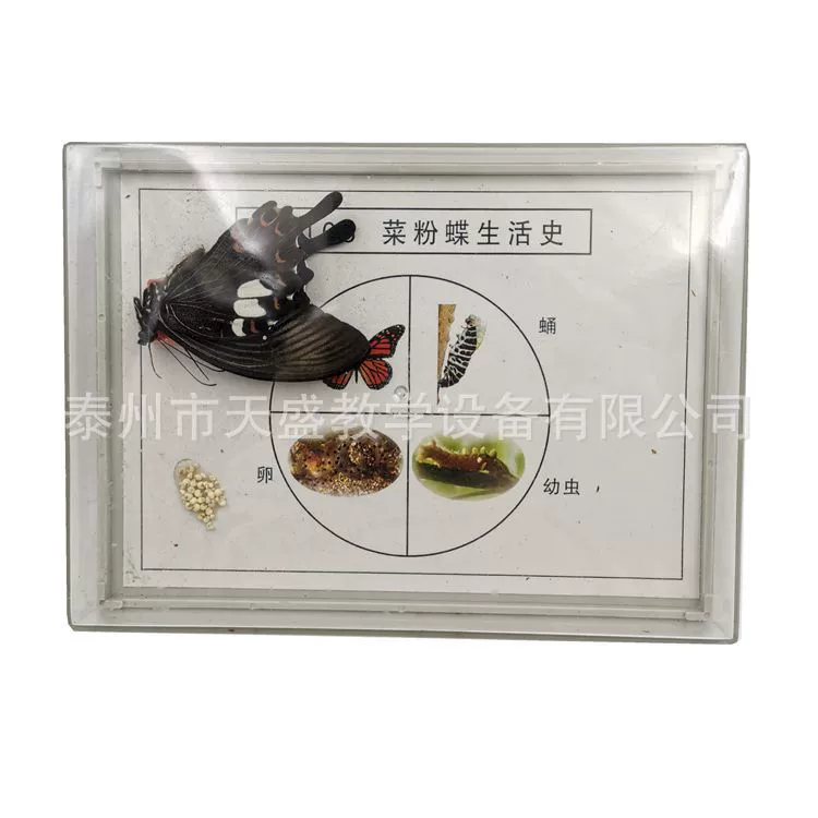 Caifeidai бабочка История жизни образец 43105 Начальная школа наука средняя школа биологическая модель учебный инструмент