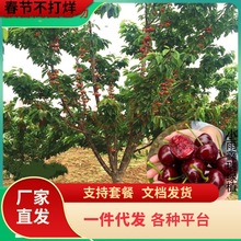 һl܇ӘشҹϷNֲͥԺҹ