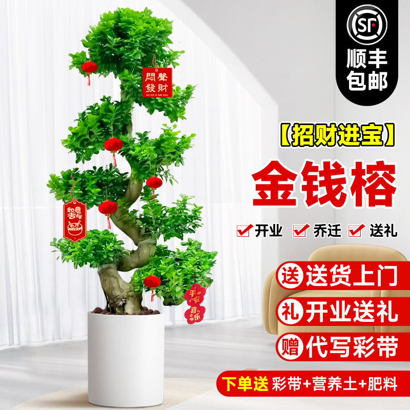 Money Banyan Large Potted Indoor Money Tree Living Room Office Money Tree Large Bonsai Money Tree All Year Round