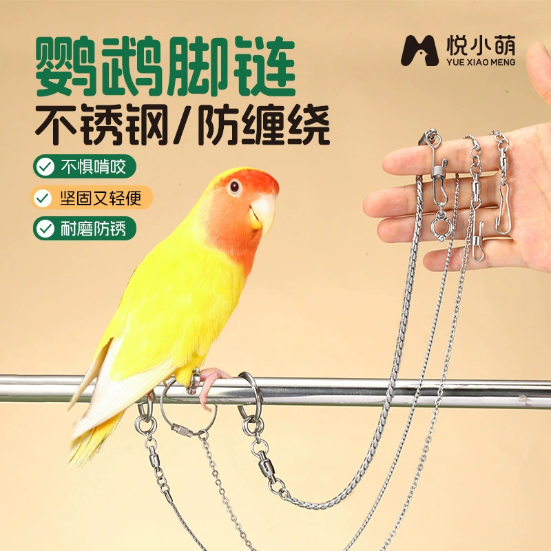 Юэ Сяомэн птица-попугай не повреждает ноги