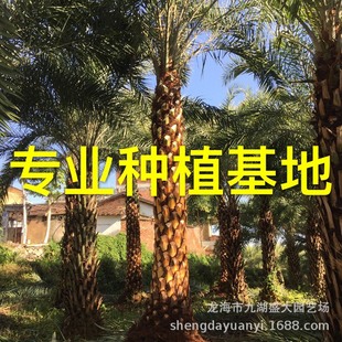 Fujian Yinhai Jujube Wholesale Zhejiang Middle East Jujube Supply Jiangxi Jujube Tree Middle East Jujube Tree Price