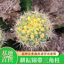 �����\�����������������Sɫɢ���\��Ȼ�ɫ�Sɫ�\���l����ֲ��