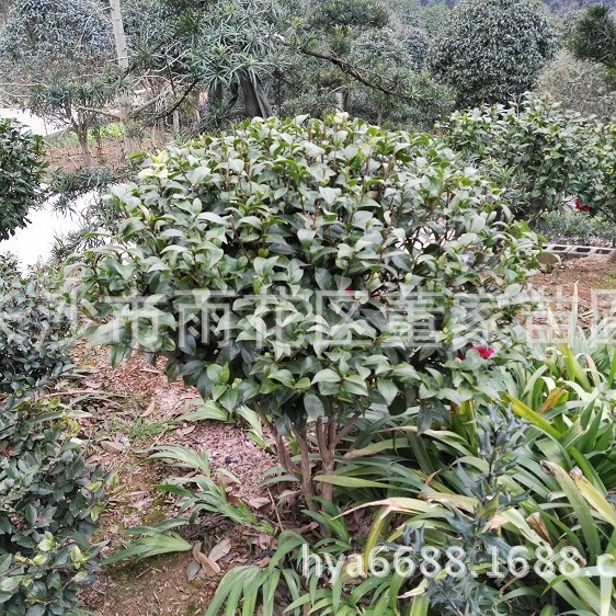 批发80CM大的茶花球 湖南山茶花球 批发价格 自产自销