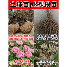 正宗牡丹花苗带土球洛阳带花苞牡丹耐寒耐冻花卉重瓣牡丹花树苗