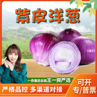 Yunnan Zi Pi Onion Отправьте 3/9 котд -кот красных коже, луковичных фермеров посадить чесновые свежие овощи круглый зеленый лук