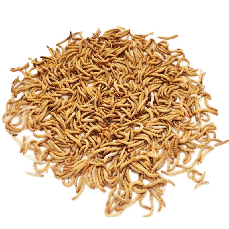Biscia, mealworm, live insect, golden dragon fish, scorpion, rudin chicken, thrush, stone frog feed