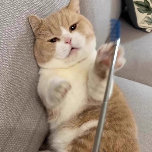 Cat toy, retractable scratcher, feather wand for cats, long handle, massage, interactive, self-entertaining, cat supplies