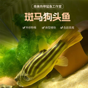 ��Ʒ���R���^ëë���^�ʹں���v�ֹ��׹��^�����빷�^��ʳ�����~