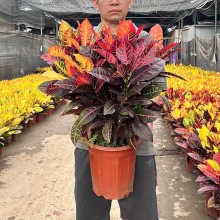 ׃�~ľ�����҃�ͥԺ�����߲�׃ɫľ�ļ��͟���~���״��Gֲ�G����