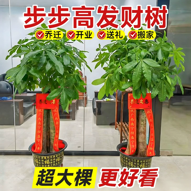 Bubugao Money Tree Большое растение в горшке для гостиной, нового дома, новоселья, переезда, настоящего зеленого растения, напольного дерева, цветка в горшке Fortune Plant.